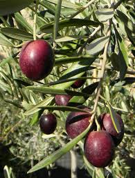 Leccino Olive Plump And Full Of Oil Ready For Processing Leccino Another Very Important Tuscan Variety That Olive Oil Benefits Olive Oil Bottles Olive Fruit