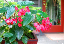 Begonia Of The Week Dragon Wing Red Begonia Begonia Dragon Shade Plants