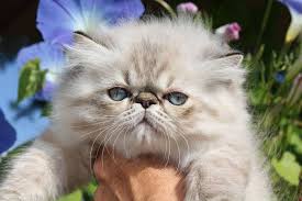 Dazzles new litter dazzle our cfa reg esh dilute calico had a litter of 4 kittens born 6/14/21. Pin On Persian Cats