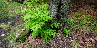 Image result for Honeysuckle 1973 Austin