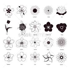Download Free Jasmine Flower Stock Vectors Stockunlimited