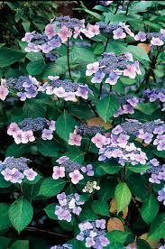 Pin On Garden Ideas