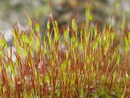 Fight gang stalking what is gang stalking? Sporophyte Wikipedia