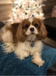 Pin By Michelle Dodd On Cavalier King Charles Spaniels King Charles Cavalier King Charles Cavalier King Charles Spaniel