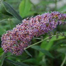 Check spelling or type a new query. Buddleia Flutterby Grande Blueberry Cobbler