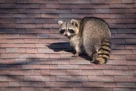 Identifying a raccoon invasion early on. How To Keep Raccoons From Climbing Downspouts 7 Humane Solutions Pepper S Home Garden