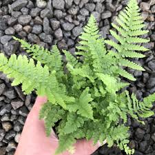 Image result for Disperis reichenbachiana