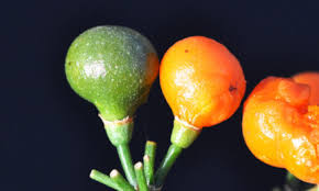 Image result for Cola natalensis