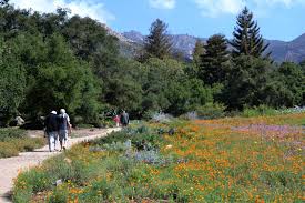 Santa Barbara Botanic Garden Visit Santa Barbara California Travel Road Trips Visit Santa Barbara Explore California