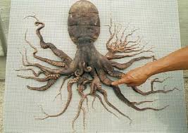 An octopus with 96 tentacles found in Japan in 1998 : r interestingasfuck