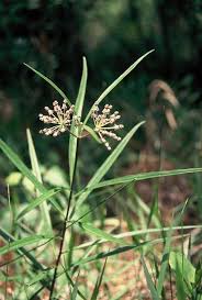 Pin By Michelle H On Asclepias Asclepias Milkweed Plants