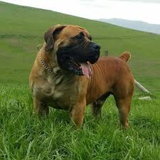 Dating back to 1652, this breed is a descendant of the boer dog. Absolute Boerboels Home Facebook