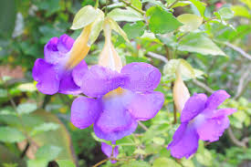 Image result for Thunbergia battiscombei