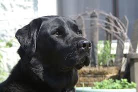 Find chocolate lab in dogs & puppies for rehoming | find dogs and puppies locally for sale or adoption in canada : Lab Puppies For Sale Pittsburgh Pa Hessumobiili