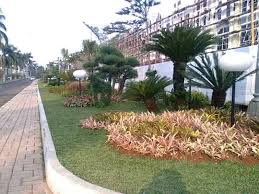 Cara memupuk rumput gajah mini dan menambal rumput yang gundul. Tukang Rumput Bekasi Tukang Rumput Taman
