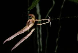 Image result for Bulbophyllum longiflorum