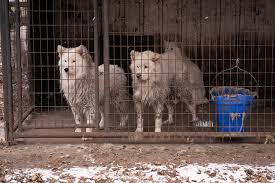 All of waverly pet rescue's cats and kittens are current on vaccinations, tested felv / fiv negative, and spayed or neutered. Update Aspca Begins Placing Dogs Seized From Iowa Puppy Mill With Shelters In The Midwest Region Aspca