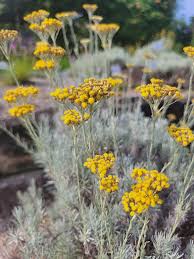 Image result for Helichrysum argyranthum