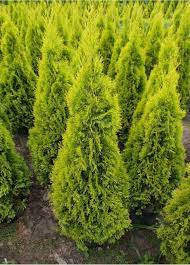 The forever goldie is a beacon of brightness in cold, gloomy weather. Thuja Highlights Janed Gold Planthaven International