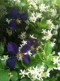 Clematis 'sweet summer love' is a beautifully fragrant variety that supposedly is a hybrid between the sweet autumn clematis and clematis viticella. Confederate Jasmine Shown Here With A Clematis Growing Through It Clematis Jasmine Plant Shrubbery