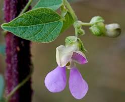 Image result for Phaseolus lunatus