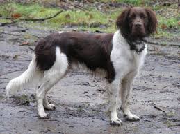 Image result for Malý münsterlandský ohař