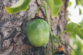 The rest of the tree can be grafted the following year. How To Grow Passion Fruit Harvest To Table