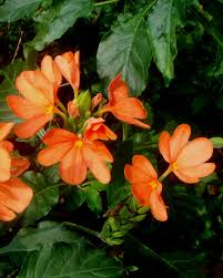 Image result for Crossandra infundibuliformis