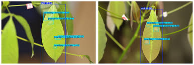 PM-YOLO: A Powdery Mildew Automatic Grading Detection Model for Rubber Tree