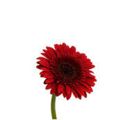 Maybe you would like to learn more about one of these? What Wedding Flowers Are In Season In Winter Teleflora