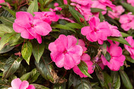 Check spelling or type a new query. New Guinea Impatiens Plant Care Growing Guide
