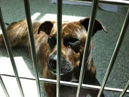 Join us for petsmart charities national adoption days and give a pet in need the loving home they deserve. Rescue Pets Cbs Boston