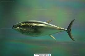 Fun facts about atlantic bluefin tuna. Thunnus Orientalis Pacific Bluefin Tuna
