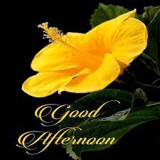 These good afternoon flowers images can also be sent on whatsapp and facebook. Good Afternoon Flower For Android Apk Download