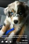 Goberian Breed Information and Pictures on PuppyFinder
