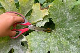 Maybe you would like to learn more about one of these? What To Do About Powdery Mildew Nature S Gateway