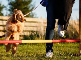Maybe you would like to learn more about one of these? How To Train Your Dog In Agility Sports