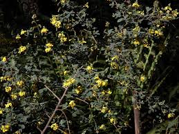 Image result for Grewia pubescens