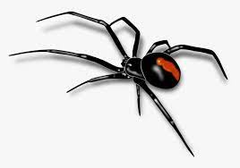 Some of her team affiliations where s.h.i.e.l.d i hope you have fun learning how to draw black widow. Redback Spider Sydney Funnel Web Spider Southern Black Black Widow Spider Drawing Hd Png Download Kindpng