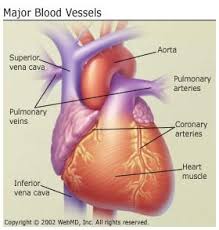 Can you name the major blood vessels in the body? Anatomy And Circulation Of The Heart