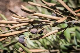 Image result for xylella fastidiosa oleander symptoms