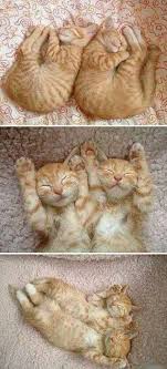 30 adorable twin animals that prove cuteness comes in pairs cute cats cats crazy cats