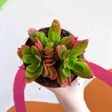 Image result for Crassula capitella