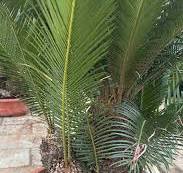 Buy Dwarf Multi Head Cycas Revoluta | UAE Delivery