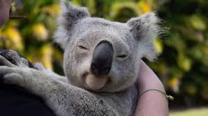 When forced to move from tree to tree (or when relocated by humans), koalas experience high. Ourlvjxkrn9dbm