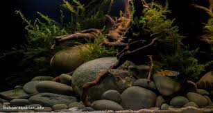 Biotope Rivière Australienne