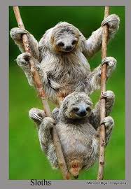 Tembel Hayvanlar Sloth Sevimli Hayvan Yavrulari Hayvanlar Tembel Hayvan