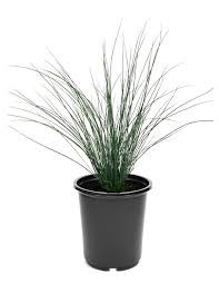 Image result for Juncus exsertus