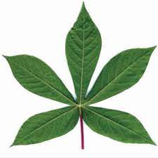 Meski rasanya sedikit, pahit, ternyata olahan daun singkong punya banyak khasiat untuk singkong merupakan salah satu tanaman yang kaya manfaat. Nutrisi Daun Singkong