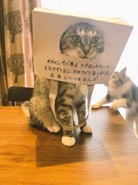反省中 ツイッターで話題になった笑える動物画像 ペット日和 反省猫 おかしな動物 笑っている猫